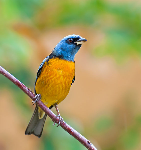 File:Thraupis bonariensis -Piraju, Sao Paulo, Brazil-8.jpg