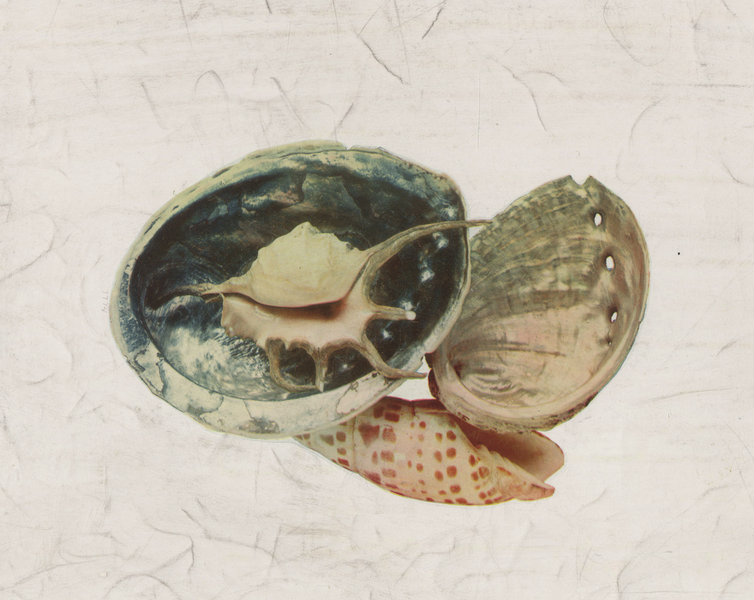 File:Three color collotype of seashells by Edward Biertstadt.png