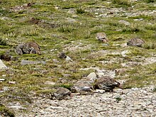 A foraging group in Ladakh Tibetan Snowcock family.JPG