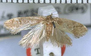 <i>Tingena innotella</i> Species of moth, endemic to New Zealand