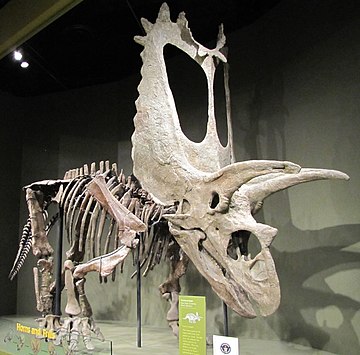 Titanoceratops ouranous