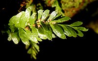 Tmesipteris ovata met synangia