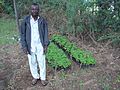 Tom Mboya proudly displays seedlings of Moringa oleifera at a nursery near Shirati Tanzania.jpg