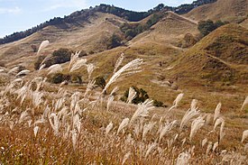 Miscanthus sinensis