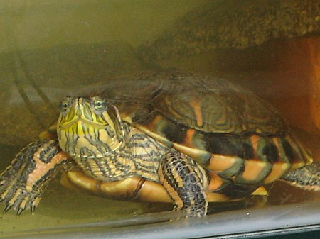 Trachemys scripta