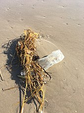 A bottle lies tangled with seaweed and fishing line in Padre Island National Seashore Trash on Padre Island.jpg