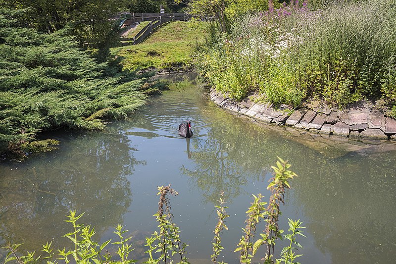 File:Trauerschwan im Wildpark Klaushof.jpg