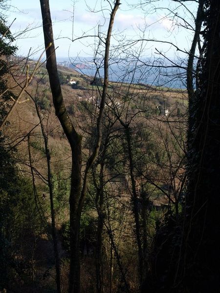 File:Trees and a view from the A379 - geograph.org.uk - 1156118.jpg