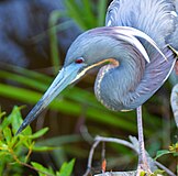 Tricolor heron by Bonnie Gruenberg2.jpg