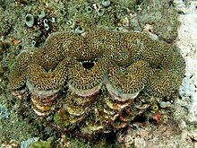 Tridacna squamosa (clam géant) avec shell.jpg cannelée