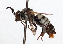 Triepeolus subalpinus