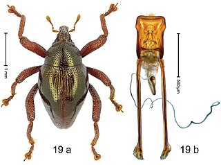 <i>Trigonopterus curvipes</i> Species of beetle