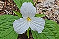 * Nomination Trillium grandiflorum blooming at the North Walker Woods, Ontario, Canada. --СССР 04:53, 18 May 2017 (UTC) * Promotion Nice! Good quality. -- Johann Jaritz 05:23, 18 May 2017 (UTC)