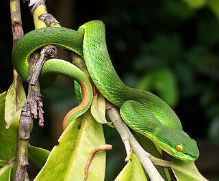 <i>Trimeresurus albolabris</i> species of reptile