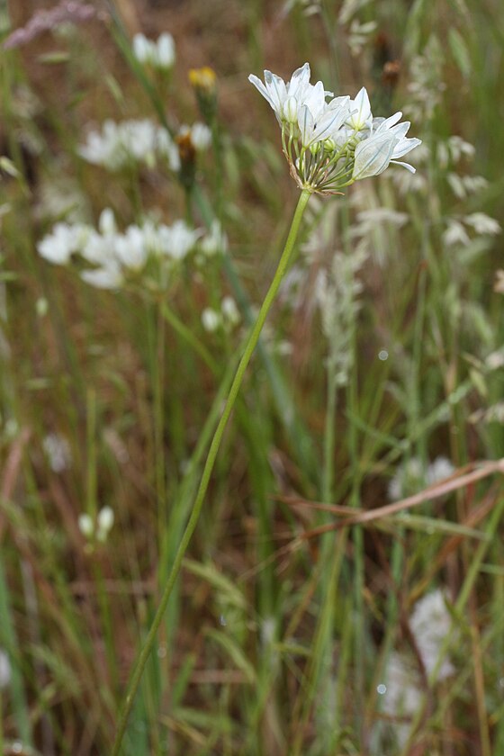 TÌNH YÊU CÂY CỎ ĐV4 - Page 80 560px-Triteleia_hyacinthina_0062