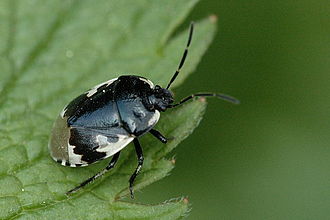 Tritomegas bicolor Tritomegas.bicolor.jpg