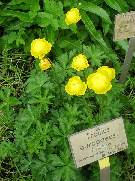File:Trollius europaeus - Berlin Botanical Garden - IMG 8491.JPG