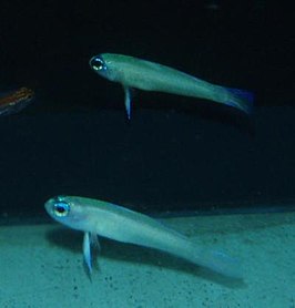 Tryssogobius colini