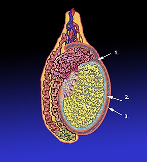 Tunica vaginalis Pouch of serous membrane that covers the testes