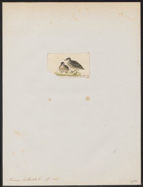 Bildbeschreibung Turnix hottentota - 1820-1863 - Druck - Iconographia Zoologica - Spezialsammlungen Universität Amsterdam - UBA01 IZ17100151.tif.