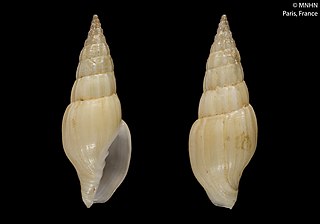 <i>Turricostellaria</i> Genus of gastropods