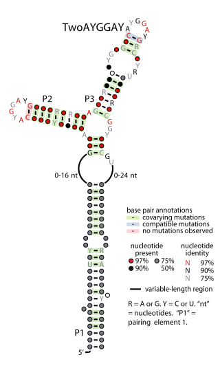 <span class="mw-page-title-main">TwoAYGGAY RNA motif</span>