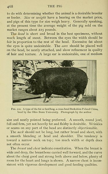 File:Types and breeds of farm animals (Page 468) BHL23742412.jpg
