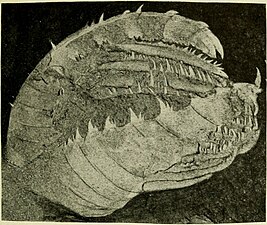 Paired frontal appendages from an unnamed hurdiid radiodont[39]