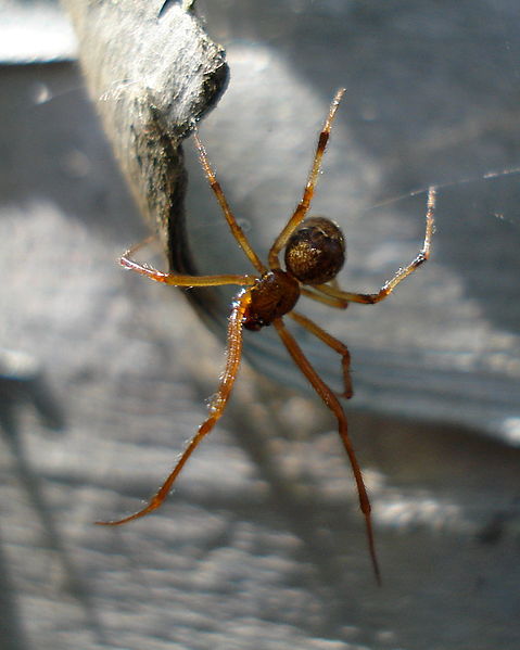 File:Unidentified Spider - Thunder Bay 01.jpg