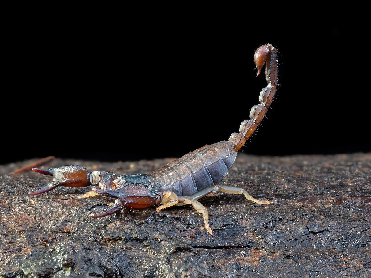 Scorpion - Wikipedia