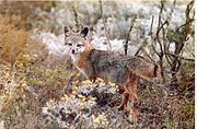 Gray and red fox in shrubland