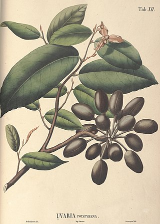 <i>Mitrephora polypyrena</i> Species of plant in the family Annonaceae