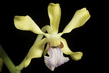 Vanda testacea '-190201' (Lindl.) Rchb.f. ، Gard. Chron. ، n.s. ، 8 166 (1877) (49987686592) .jpg