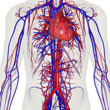 Depiction of the heart, major veins and arteries constructed from body scans Vein art near.png