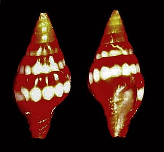 <i>Vexillum semicostatum</i> Species of gastropod