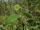 Viburnum cotinifolium 2017-05-31 1543.jpg