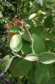 Viburnum lantana, plod