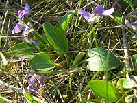 Viola ambigua