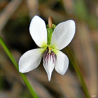 <i>Viola lanceolata</i> species of plant