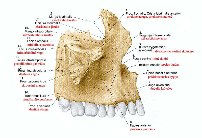 File:Viršutinis žandikaulis, maxilla.jpg