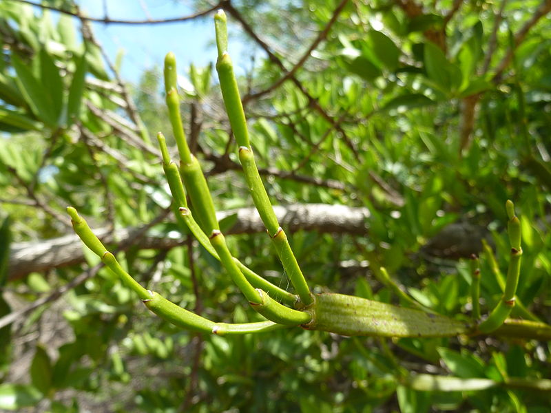 File:Viscum combreticola, a, Seringveld.jpg