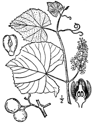 <span class="mw-page-title-main">Ampelography</span> Field of botany concerned with the identification and classification of grapevines