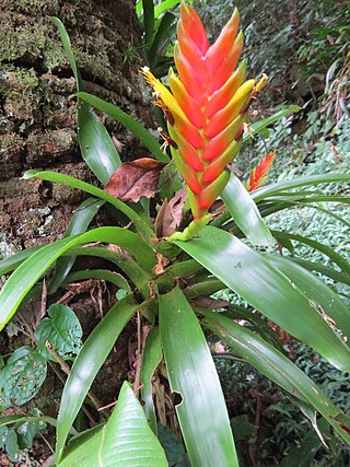 <i>Vriesea paraibica</i> Species of flowering plant