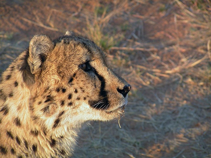 File:Watchful Cheetah.jpg