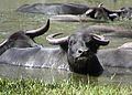 Bufalos in aqua