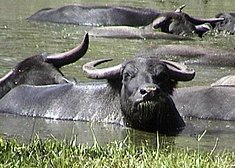 Water buffalo Water buffalo.jpg