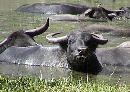 Water buffaloes in the water