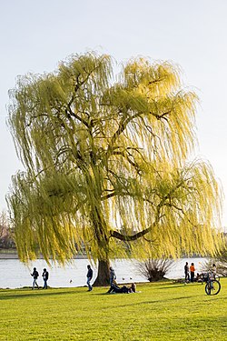 Weide auf der Neckarwiese am ersten warmen Frühjahrstag.