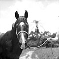 Werner Haberkorn - Cavalo 1.jpg