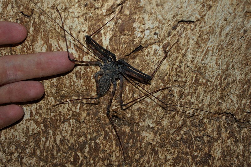 File:Whip Spider Species (Amblypygid) (6206903036).jpg